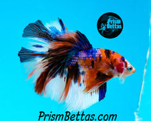 Load image into Gallery viewer, Rainbow Marble Halfmoon Male