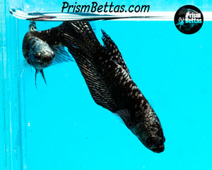 Copper Galaxy Samurai Alien Male