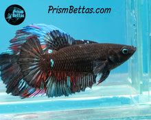 Load image into Gallery viewer, Blacklight Marble Halfmoon Female