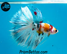 Load image into Gallery viewer, Candy Koi Halfmoon Male