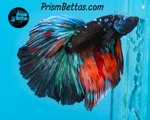 Load image into Gallery viewer, Candy Blackstar Marble Halfmoon Male