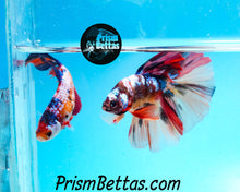 Load image into Gallery viewer, Candy Koi Halfmoon Male