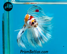 Load image into Gallery viewer, Candy Koi Halfmoon Male