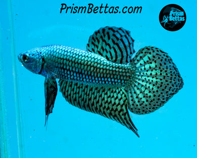 Turquoise Alien Male