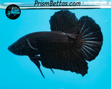 Load image into Gallery viewer, Black Halfmoon Plakat Male