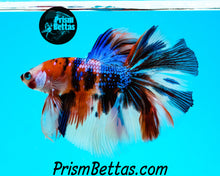 Load image into Gallery viewer, Rainbow Marble Halfmoon Male