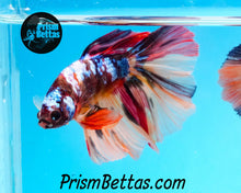 Load image into Gallery viewer, Candy Koi Halfmoon Male