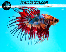 Load image into Gallery viewer, Marble Crowntail Male