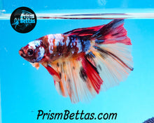 Load image into Gallery viewer, Candy Koi Halfmoon Male