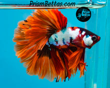 Load image into Gallery viewer, Candy Koi Rosetail Halfmoon Male