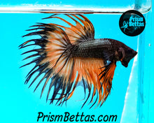 Load image into Gallery viewer, Orange Copper Crowntail Male