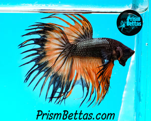 Orange Copper Crowntail Male