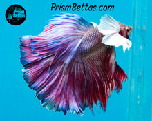 Load image into Gallery viewer, Pink/Purple Dumbo Halfmoon Male