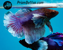 Load image into Gallery viewer, Purple Dumbo Halfmoon Female