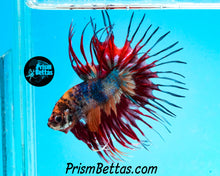 Load image into Gallery viewer, Marble Crowntail Male