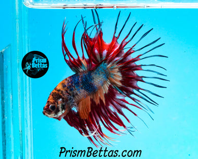 Marble Crowntail Male