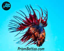 Load image into Gallery viewer, Marble Crowntail Male