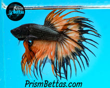 Load image into Gallery viewer, Orange Copper Crowntail Male