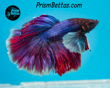 Load image into Gallery viewer, Purple Dumbo Halfmoon Male