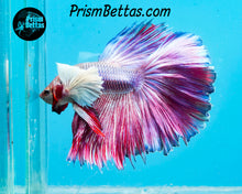 Load image into Gallery viewer, Pink/Purple Dumbo Halfmoon Male