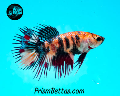 Koi Crowntail Female