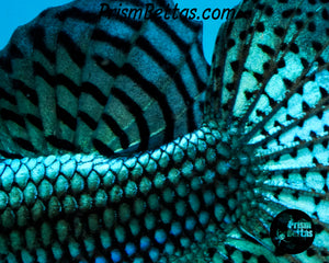 Turquoise Alien Male
