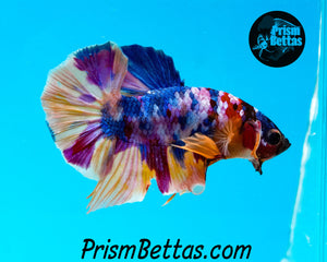 Rainbow Marble Halfmoon Plakat Male