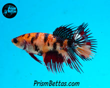 Load image into Gallery viewer, Koi Crowntail Female