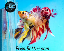 Load image into Gallery viewer, Candy Koi Halfmoon Plakat Male