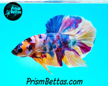 Load image into Gallery viewer, Rainbow Marble Halfmoon Plakat Male