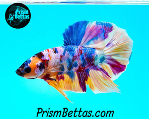 Rainbow Marble Halfmoon Plakat Male