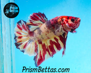 Candy Koi Halfmoon Plakat Male