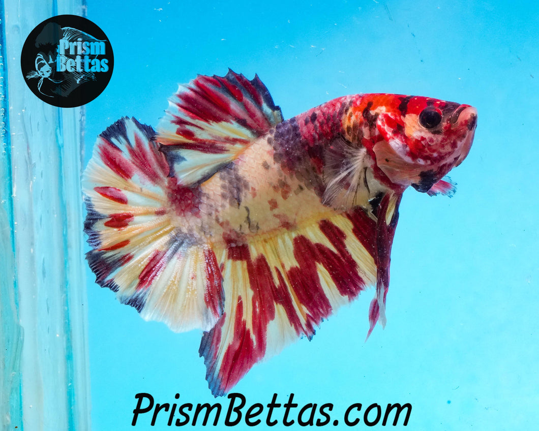 Candy Koi Halfmoon Plakat Male