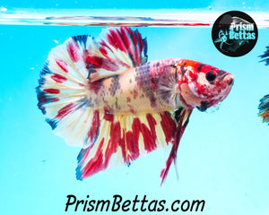 Candy Koi Halfmoon Plakat Male