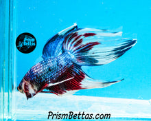 Load image into Gallery viewer, Marble Veiltail Male