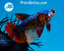 Load image into Gallery viewer, Rainbow Marble Halfmoon Female