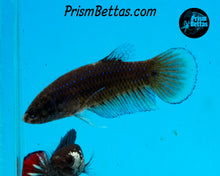 Load image into Gallery viewer, Wildtype Betta Imbellis blue/yellow (limited)