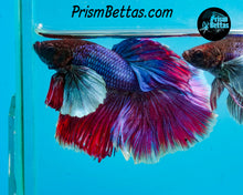 Load image into Gallery viewer, Purple Dumbo Halfmoon Male