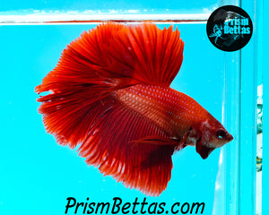 Red Halfmoon Male