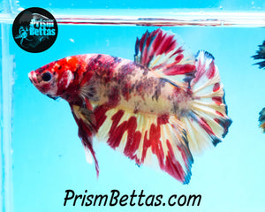 Candy Koi Halfmoon Plakat Male