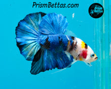Load image into Gallery viewer, Marble Halfmoon Plakat Male