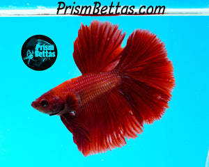 Red Halfmoon Male