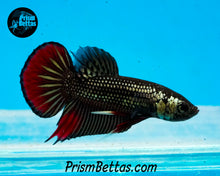 Load image into Gallery viewer, Red Copper Imbellis Male