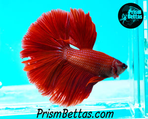 Red Halfmoon Male