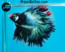 Load image into Gallery viewer, Marble Doubletail Halfmoon Male