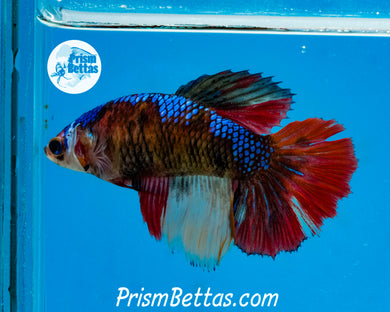 Rainbow Marble Halfmoon Female