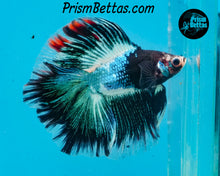Load image into Gallery viewer, Marble Doubletail Halfmoon Male