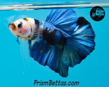 Load image into Gallery viewer, Marble Halfmoon Plakat Male