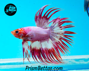 Pink Crowntail Male