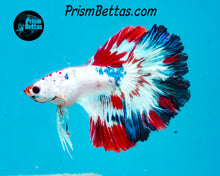 Load image into Gallery viewer, Captain America Marble Halfmoon Male